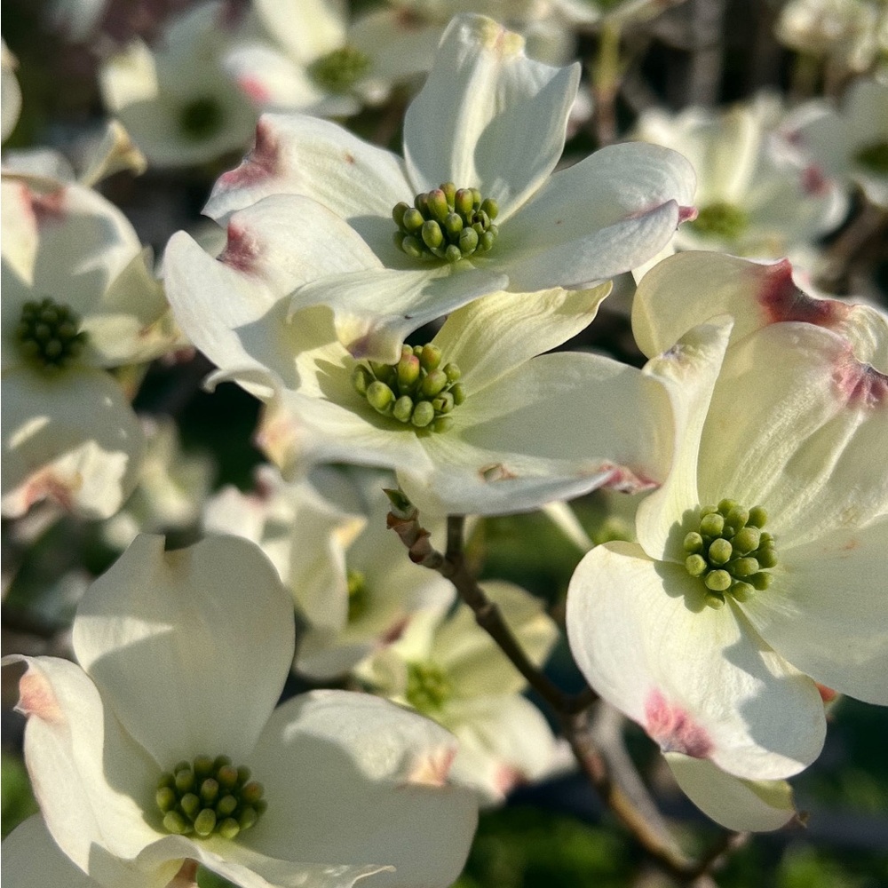 Meet your Posher, Mekenna